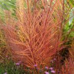Amsonia 'Ernst Pagels' - Afbeelding 3