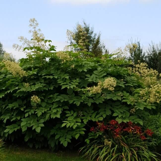 Aralia californica - Afbeelding 2