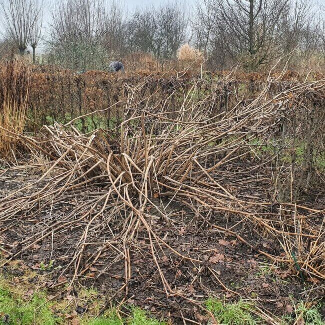 Aralia californica - Afbeelding 6