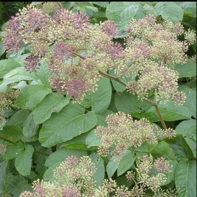 Aralia californica - Afbeelding 3