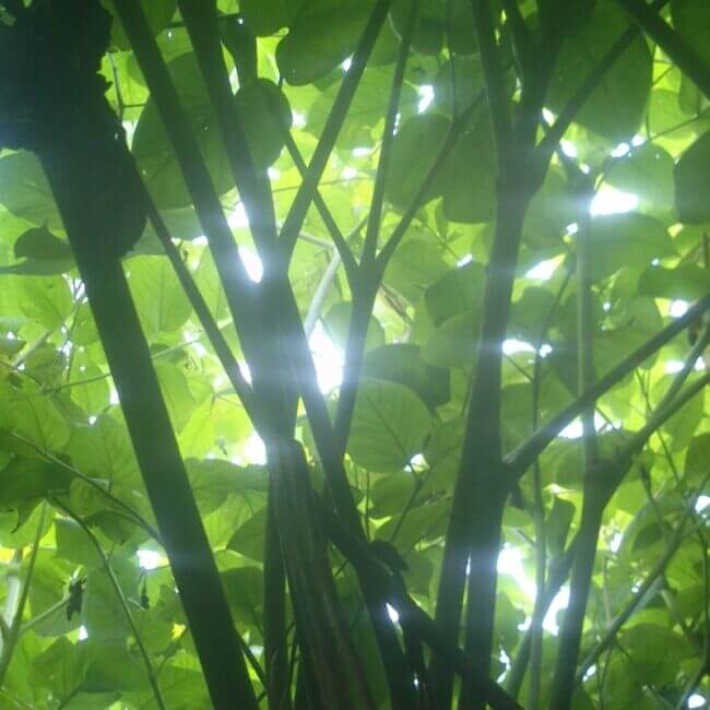 Aralia californica - Afbeelding 4