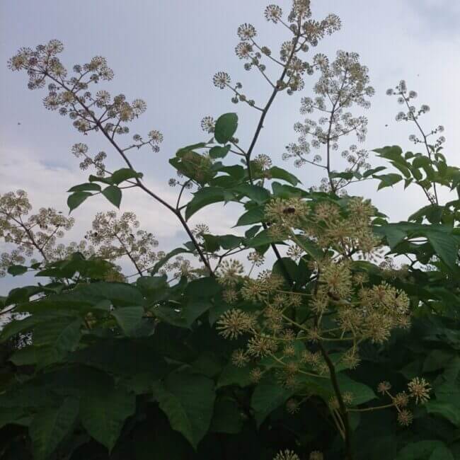 Aralia californica - Afbeelding 5