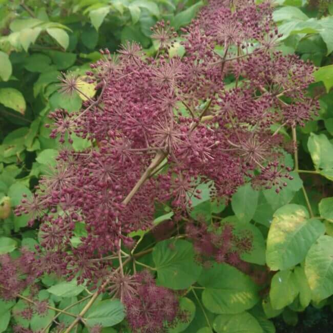 Aralia californica