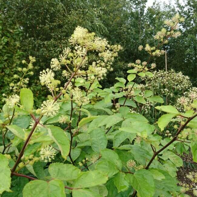 Aralia continentalis - Afbeelding 4