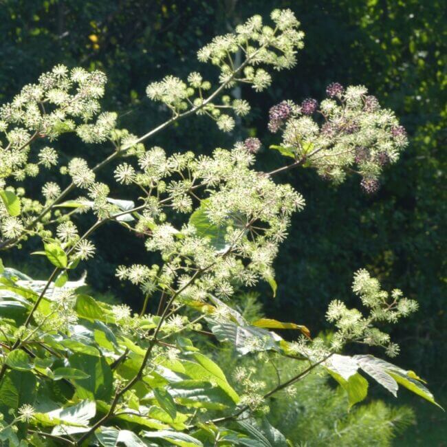 Aralia continentalis