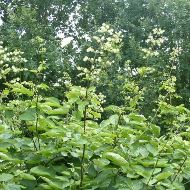 Aralia continentalis - Afbeelding 2