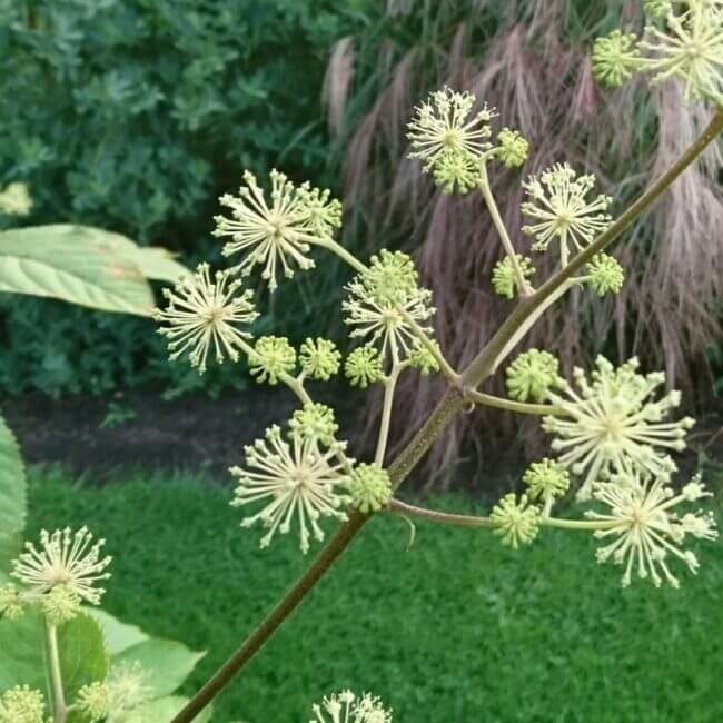 Aralia continentalis - Afbeelding 3