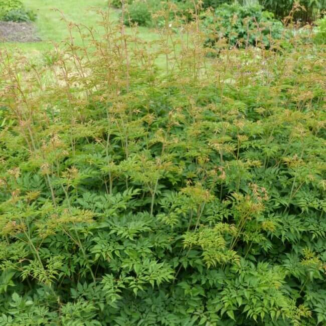 Aruncus 'Horatio'