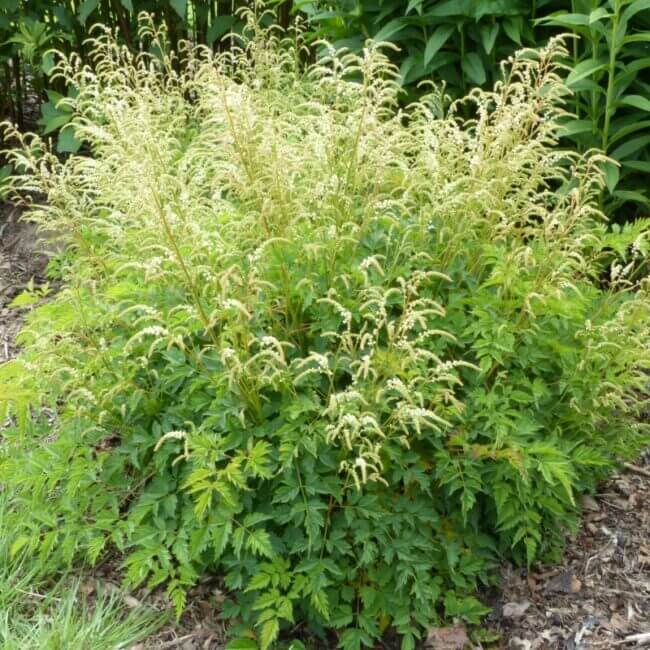 Aruncus 'Johannifest'