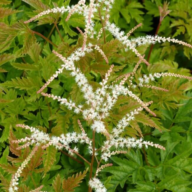 Aruncus 'Johannifest' - Afbeelding 2