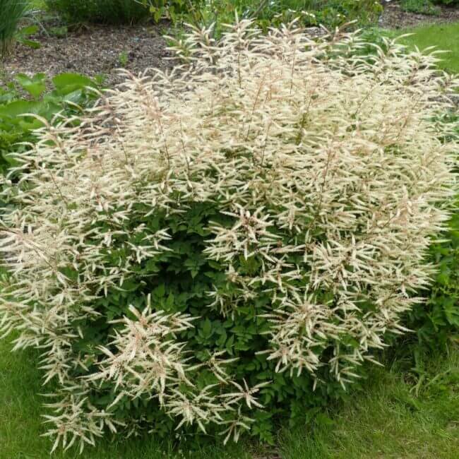 Aruncus 'Misty Lace'