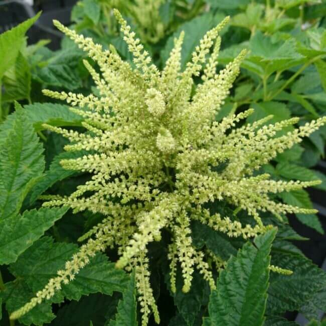 Aruncus 'Ulf'