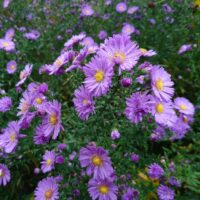 Aster novi-belgii 'Blütenmeer'