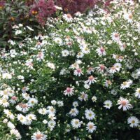 Aster lateriflorus 'Chloe'