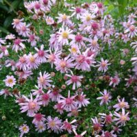 Aster lateriflorus 'Coombe Fishacre'