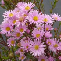 Aster ericoïdes 'Cyrille'