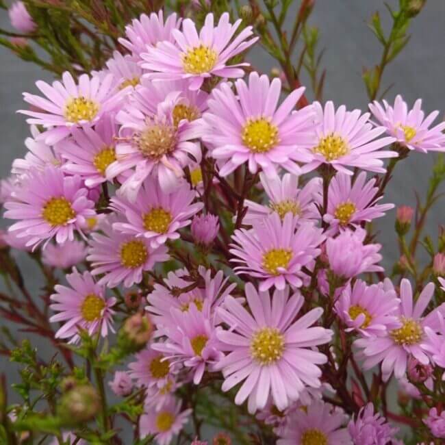 Aster ericoïdes 'Cyrille'