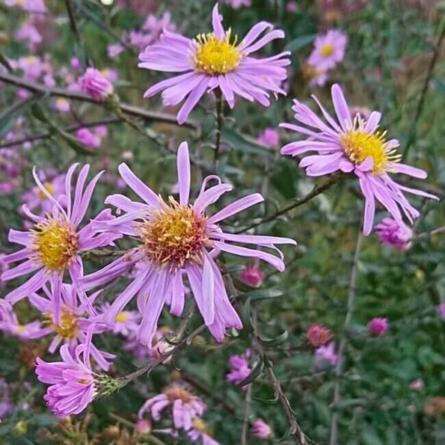 Aster 'Glow in the Dark'