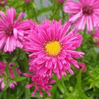 Aster dumosus 'Jenny'