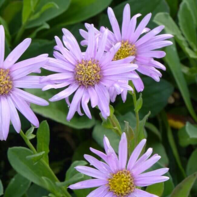 Aster amellus 'Rosa Erfüllung'