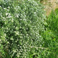 Aster ericoïdes 'Snowflurry'