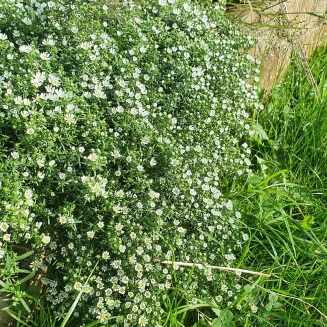 Aster ericoïdes 'Snowflurry'