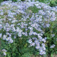 Aster macrophyllus 'Twilight'