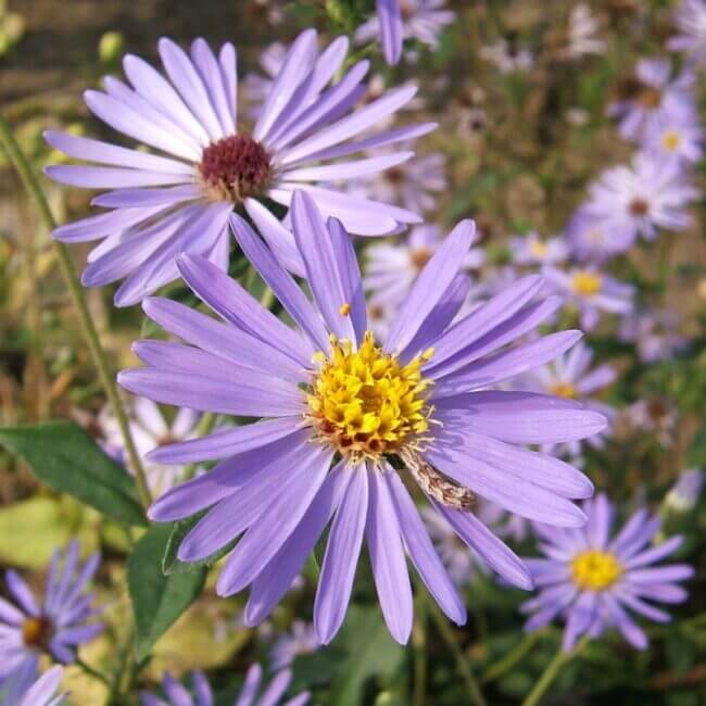 Aster macrophyllus 'Twilight' - Afbeelding 2