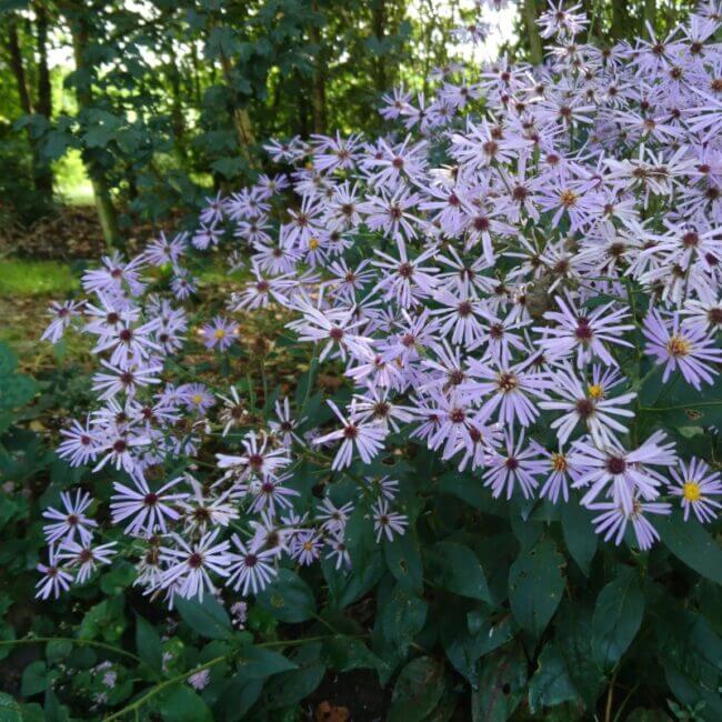 Aster macrophyllus 'Twilight' - Afbeelding 3