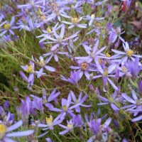 Aster sedifolius 'Nanus'