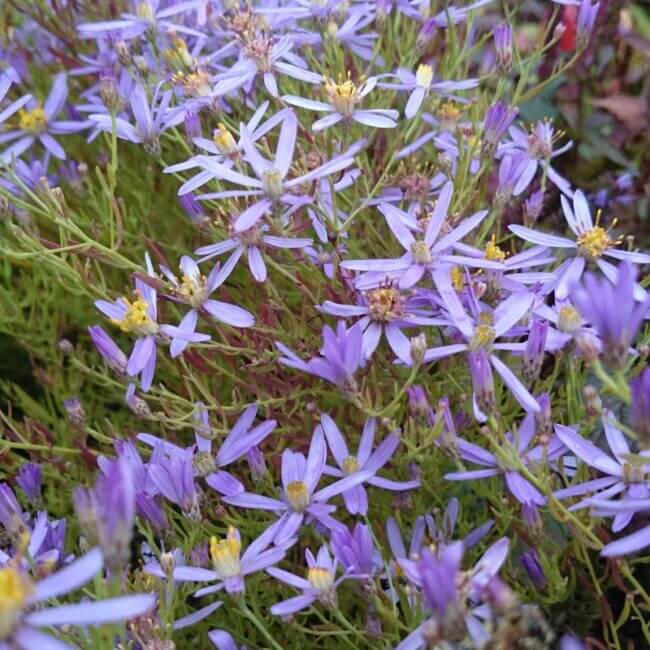 Aster sedifolius 'Nanus'