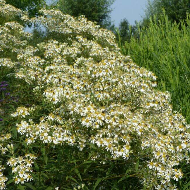 Aster umbellatus 'Weisser Schirm' - Afbeelding 2