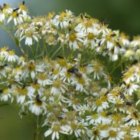 Aster umbellatus 'Weisser Schirm'