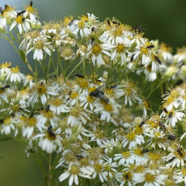 Aster umbellatus 'Weisser Schirm'