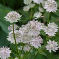 Astrantia 'Florence'