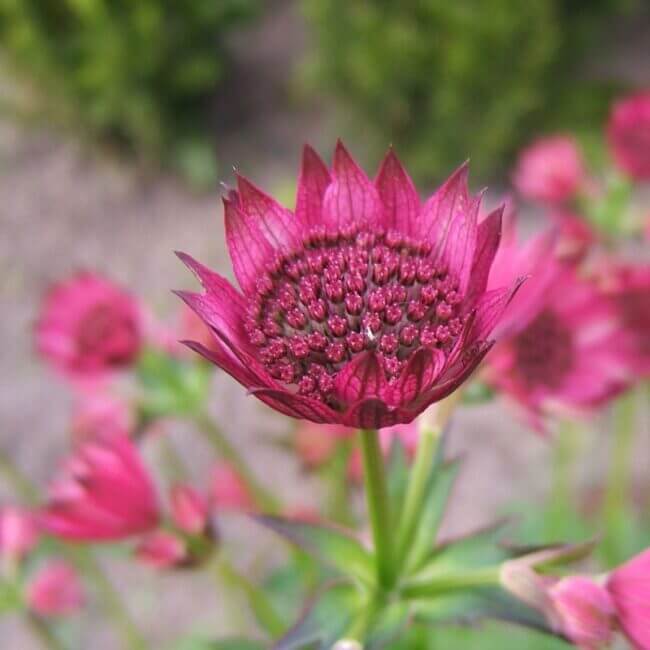 Astrantia 'Roma' - Afbeelding 3