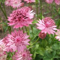 Astrantia 'Roma'