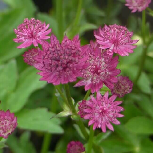 Astrantia 'Roma' - Afbeelding 2