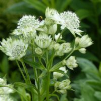 Astrantia 'Shaggy'
