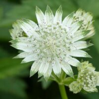 Astrantia 'Snow Star'