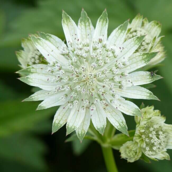 Astrantia 'Snow Star'