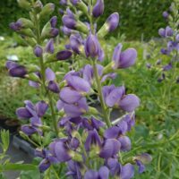 Baptisia 'Bright Blue'