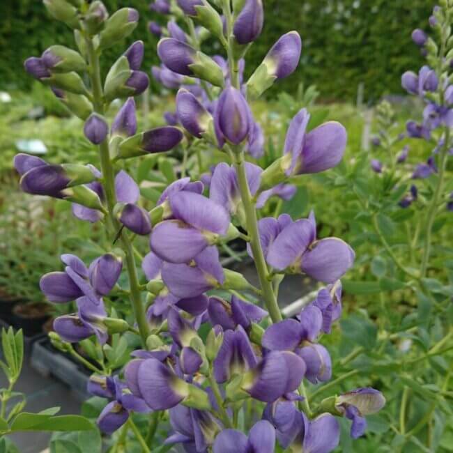 Baptisia 'Bright Blue'