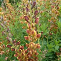Baptisia 'Caramel'