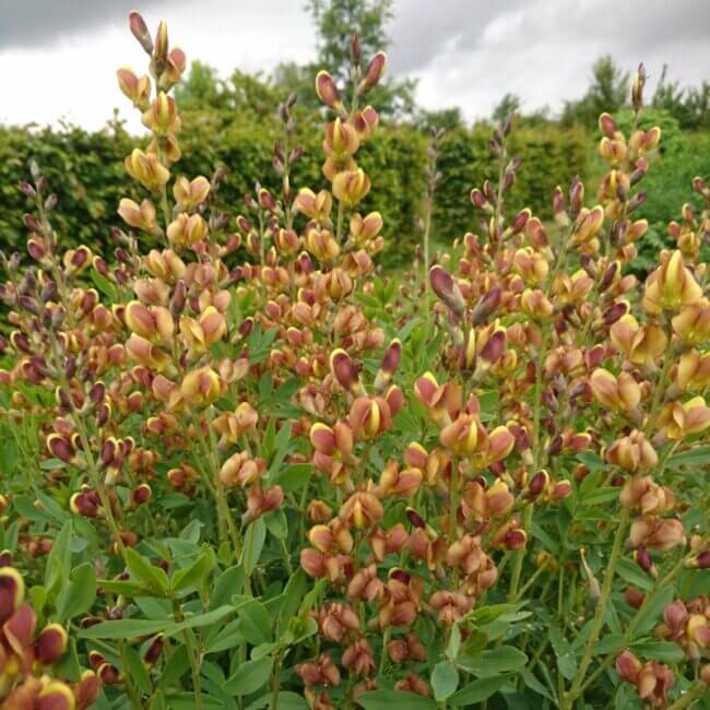 Baptisia 'Caramel' - Afbeelding 2