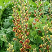 Baptisia 'Dutch Chocolate'