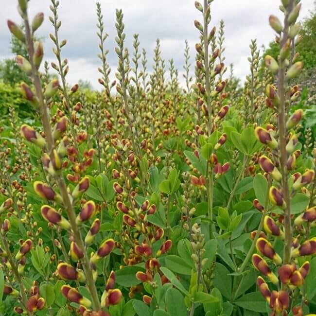 Baptisia 'Caramel' - Afbeelding 4