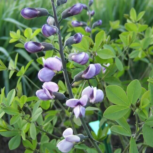 Baptisia 'Purple Smoke'