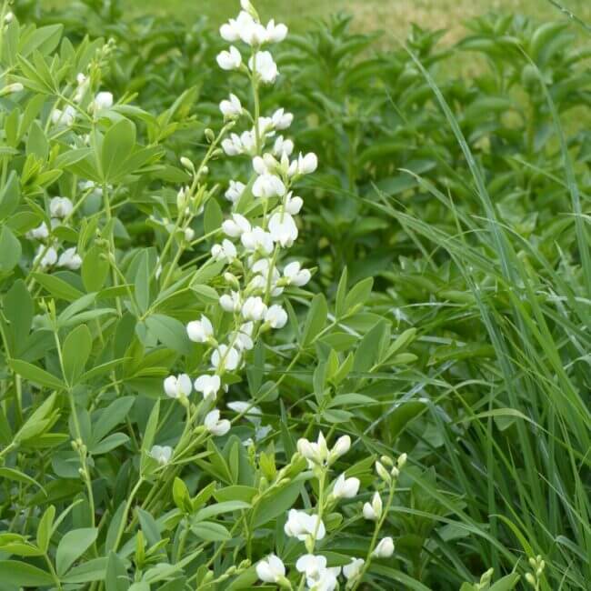 Baptisia alba - Afbeelding 3