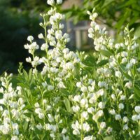 Baptisia alba